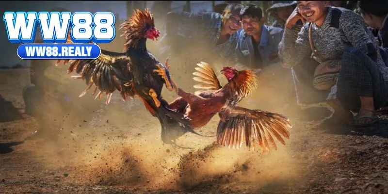 Giới thiệu cơ bản về đá gà cựa dao tại nhà cái WW88