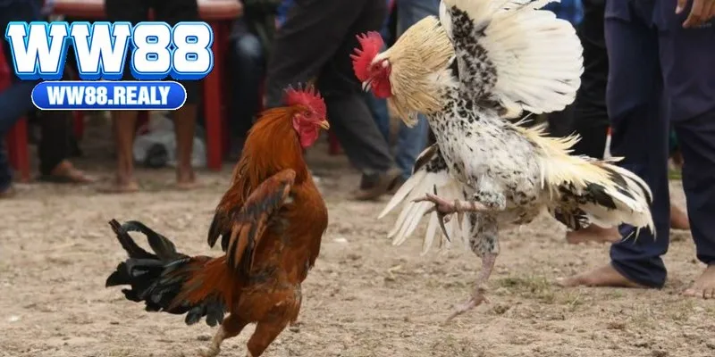 Chia sẻ kinh nghiệm cược chọi gà có tỷ lệ thắng cao nhất